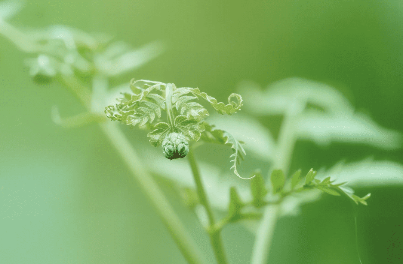 Close-up of a young fern unfurling against a green background, symbolizing clarity and growth emerging from complexity.
